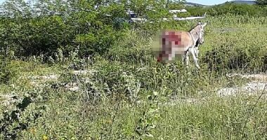 Artigo: Jumento atingido por avião com vacinas contra Covid-19 é encontrado morto