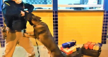 Artigo: PRF apreende mais de 23 kg de maconha durante abordagem a ônibus