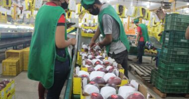 Artigo: Leão destaca protagonismo da Bahia na geração de empregos no Nordeste: São mais de 81 mil em 2021