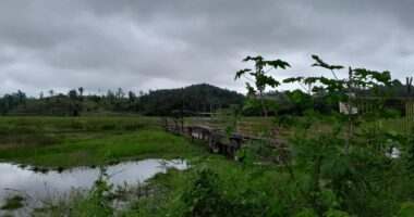 Artigo: Morte de peixes em São Francisco do Conde levanta suspeita de crime ambiental cometido pela Acelen